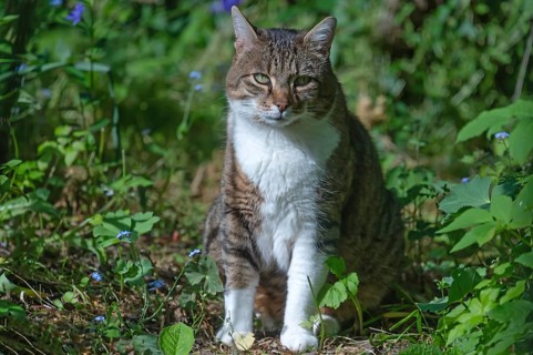 Portrait of a domestic cat (Felis catus), Franconia, Bavaria, Germany