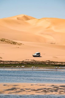 Off-road vehicle in sand dunes and lagoon with pink flamingos (Phoenicopterus roseus), Sandwich