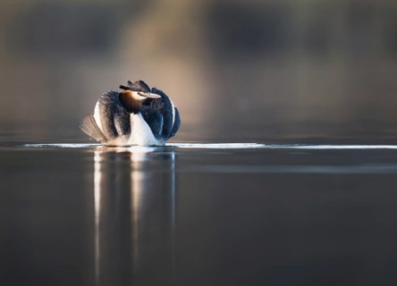 Great Crested Grebe (Podiceps cristatus), Zurich, Switzerland