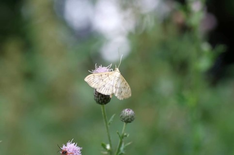 Nettle moth (Patania ruralis), butterfly, wing, nectar, Germany