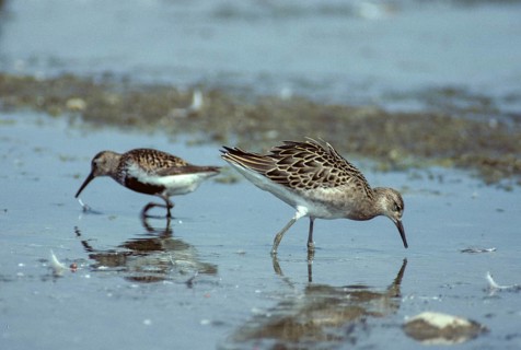 Alpine sandpiper, Calidris Pugnax, Dunlin, Fighter, Philomachus pugnax, ruff, birds,