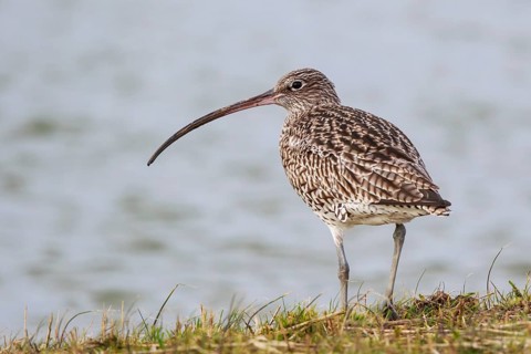 Eurasian Curlew (Numenius arquata), Netherlands