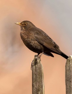 Blackbird, Turdus Merula, Birds, Female, Garden, Garden Fence, Garden Fence, High Size, Portrait,