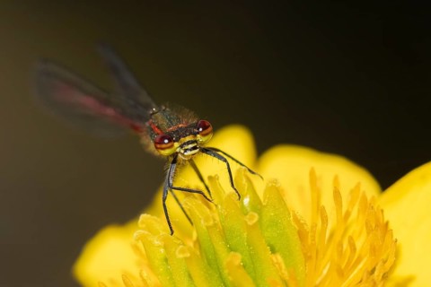 Large red damselfly (Pyrrhosoma nymphula) adult insect on a yellow Kingcup flower in spring,