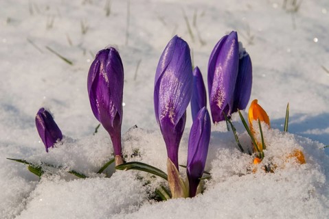 Crocus hybrid, crocus, flora, spring, plants, plants, snow, snow, spring