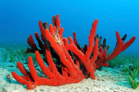 Magnificent lionfish (Negombata magnifica), red, with juvenile, young, young, antenna lionfish