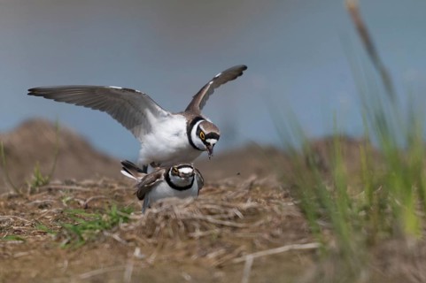 Charadrius dubius, common plover, little ringed plover, birds, charadriiformes, couple, kopula,