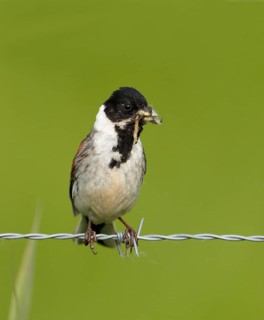 A male reed bunting (Emberiza schoeniclus) with food in its beak, perched on barbed wire, Lake