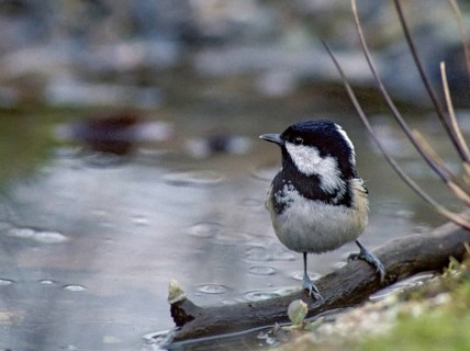Coal tit, parus ater, periparus ater, pine tit, bath, bird bath, birds, garden, leo, tit, passeri,
