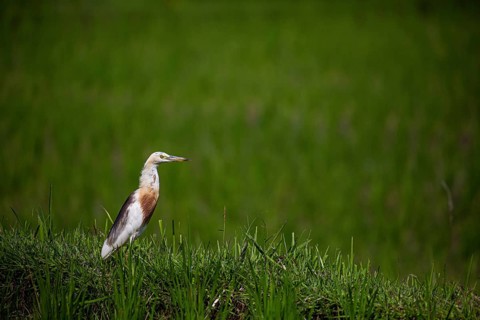 A bird in a green meadow, gazing towards an indistinct horizon, a squacco heron (Ardeola ralloides)