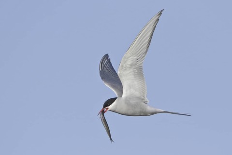 Arctic Tern (Sterna paradisaea) flying, Manitoba, Canada