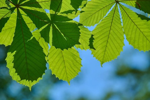 Green leaves against a blue sky in the sunshine, horse chestnut (Aesculus), Hesse, Germany