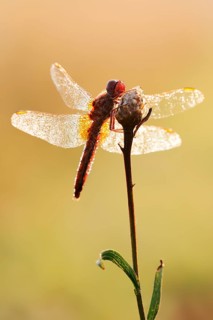 Scarlet Dragonfly (Crocothemis erythraea), male coloured female with dewdrops in backlight, North