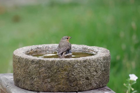 Robin (Erithacus rubecula), bird bath, bathing, the bird is sitting in the water with droplets of