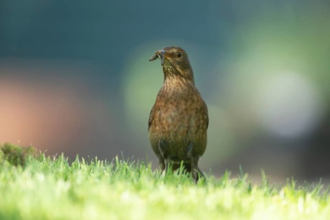 Eurasian blackbird (Turdus merula) adult female bird on a garden grass lawn with a worm in its