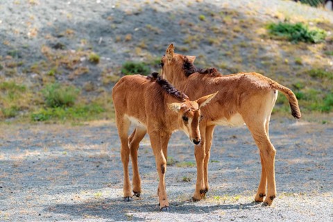 Two young roan antelopes (Hippotragus equinus) stand on gravel on a sunny morning. South Africa