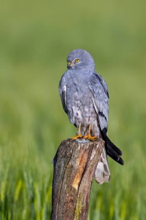 Montagu's harrier (Circus pygargus) adult male perched on old wooden fence post in wheat field,