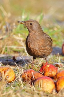 Blackbird (Turdus merula), female, sitting among fallen fruit, apples, in an orchard meadow,