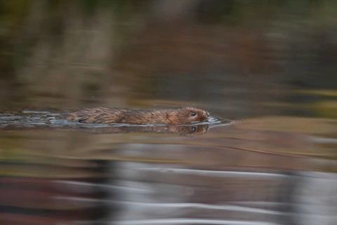 Water vole (Arvicola amphibius) adult rodent mammal swimming across a river, England, United