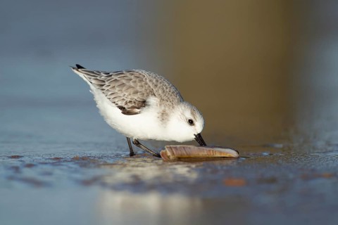 Sanderling (Calidris alba) adult wading bird in winter plumage feeding on a razorshell on a beach,