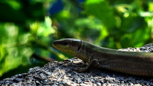 Close-up: a green lizard (Lacerta) resting on a sunny rock against a green bokeh background,
