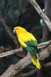 A yellow and green parrot is perched on a branch with its back to the camera, a golden parakeet