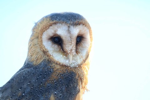 Barn owl perched on a tree trunk, a close-up of a barn owl against a clear sky, showing detailed