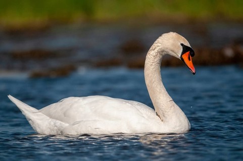 Cygnus olor, mute swan, anatidae, birds, duckbirds, cusp swan, swans, swans, birds, waterbirds
