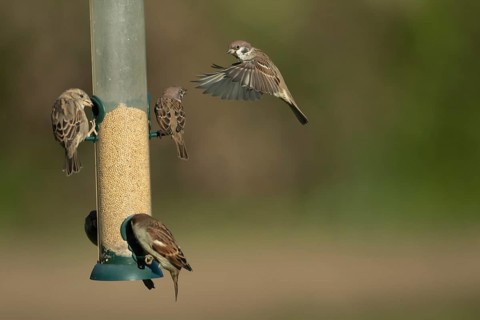 Tree sparrow (Passer montanus) and House sparrow (Passer domesticus) adult sparrows birds on a bird