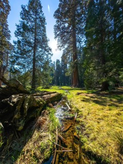 Stream flowing through a lush green meadow framed by towering sequoia trees under a bright blue