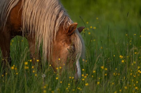 A brown horse eats grass in a green field. There are yellow flowers all around him. The sun is low