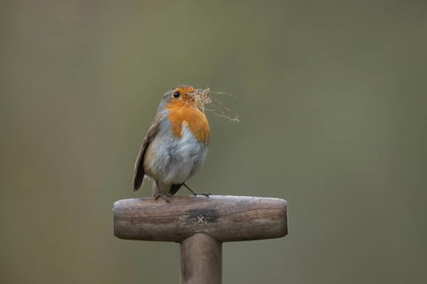 European robin (Erithacus rubecula) adult garden bird with nesting material in its beak on a fork