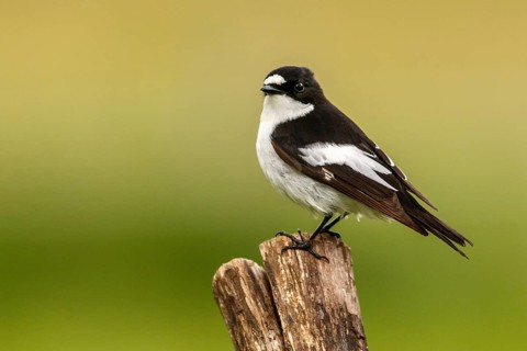 European Pied Flycatcher (Ficedula hypoleuca), male perched on a trunk, Castile and Leon, Spain