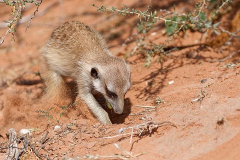Meerkat (Suricata suricatta) with a fly in flight, adult suricate feeding on prey, digging in the
