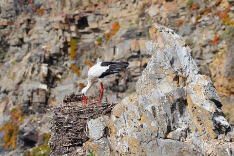 A white stork (Ciconia ciconia) stands on a nest on the rocky coast, Parque Natural do Sudoeste