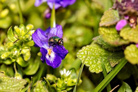 Close-up of a fly on a purple flower amidst green foliage in spring, a golden fly near Herleshausen