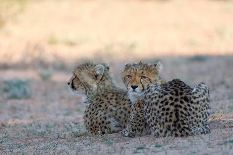 Cheetahs (Acinonyx jubatus), two cubs, lying in the dry grassland, looking around, alert, golden