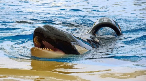 Killer whale showing teeth while swimming in the water and raising its head, Orca (Orcinus orca),