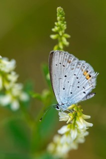 Cupid argiades, short-tailed blue, butterfly, high size, portrait format, insects, butterfly,