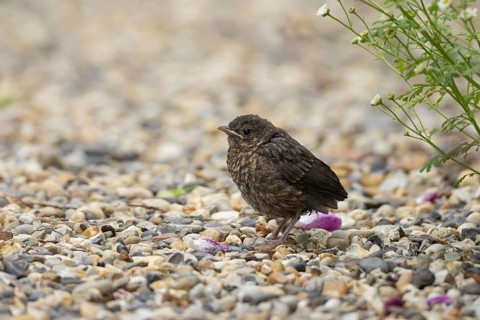 Eurasian blackbird (Turdus merula) juvenile baby garden bird on a shingle path in summer, England,