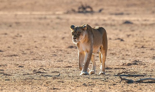 Lioness (Panthera leo) walking on dry ground, Kgalagadi Transfrontier National Park, Northern Cape,