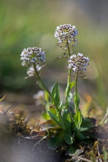 Alpine hellerkraut, brassicaceae, mountain shellwort, mountain stalk, cruciferous vegetables,