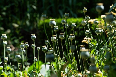 Poppy capsules, Chelsea Physic Garden, historic botanical garden, oldest botanical garden in