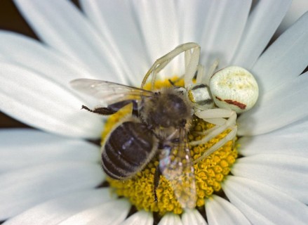 Arachnida, misumena vatia, arachnids, variable crab spider, arthropod, prey, capture, flower