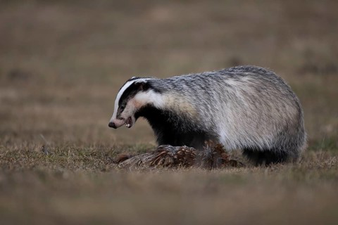 European badger (Meles meles), Bitburg, Rhineland-Palatinate, Germany