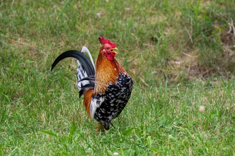 A rooster, dwarf chicken with colorful, magnificent plumage stands in meadow and crows, Upper
