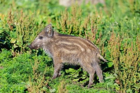 A wild boar piglet (Sus scrofa) stands in a green clearing on a sunny day. Bavaria, Germany