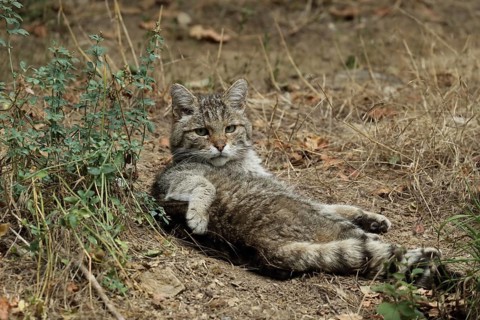 A wildcat lies relaxed on the ground with a curious, calm expression, European wildcat (Felis