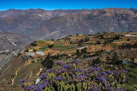 Mountain landscape with Andean lupin (Lupinus mutabilis) in bloom, featuring small fields and