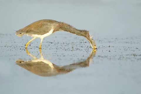 Tricolored Heron (Egretta tricolor), Florida, USA